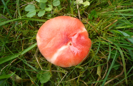 Gelbfleckender Täubling (Russula luteotacta) - © Bernard Wieser Gelbfleckender Täubling (Russula luteotacta) - © Bernard Wieser